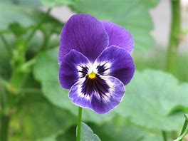 flower of the flock